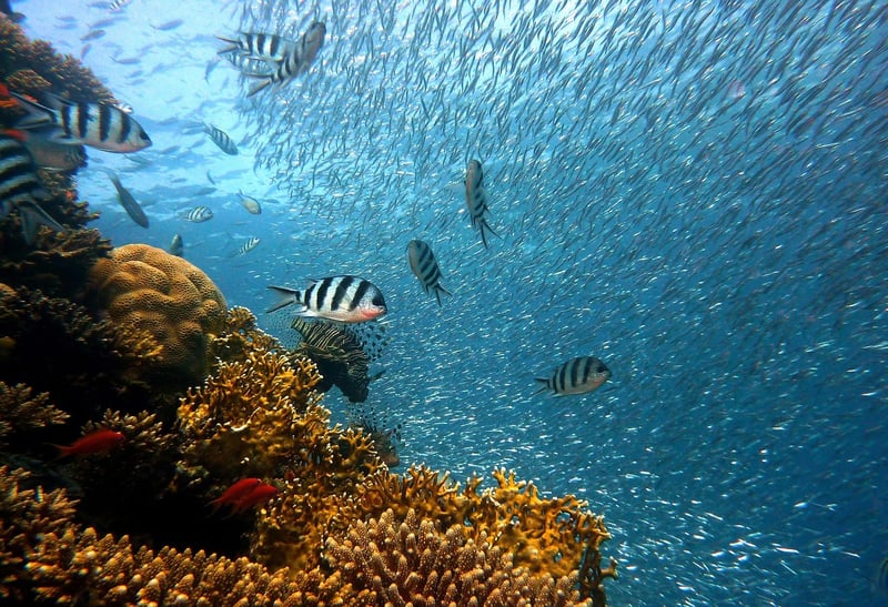 Underwater Garden